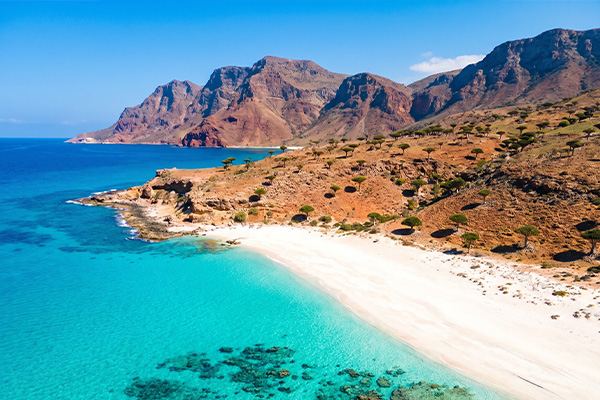Dragon blood trees Socotra travel guide