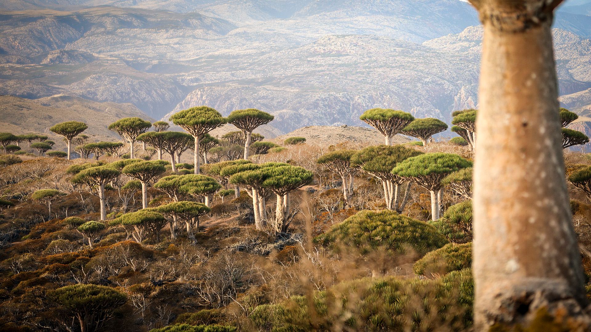 Socotra island landscape