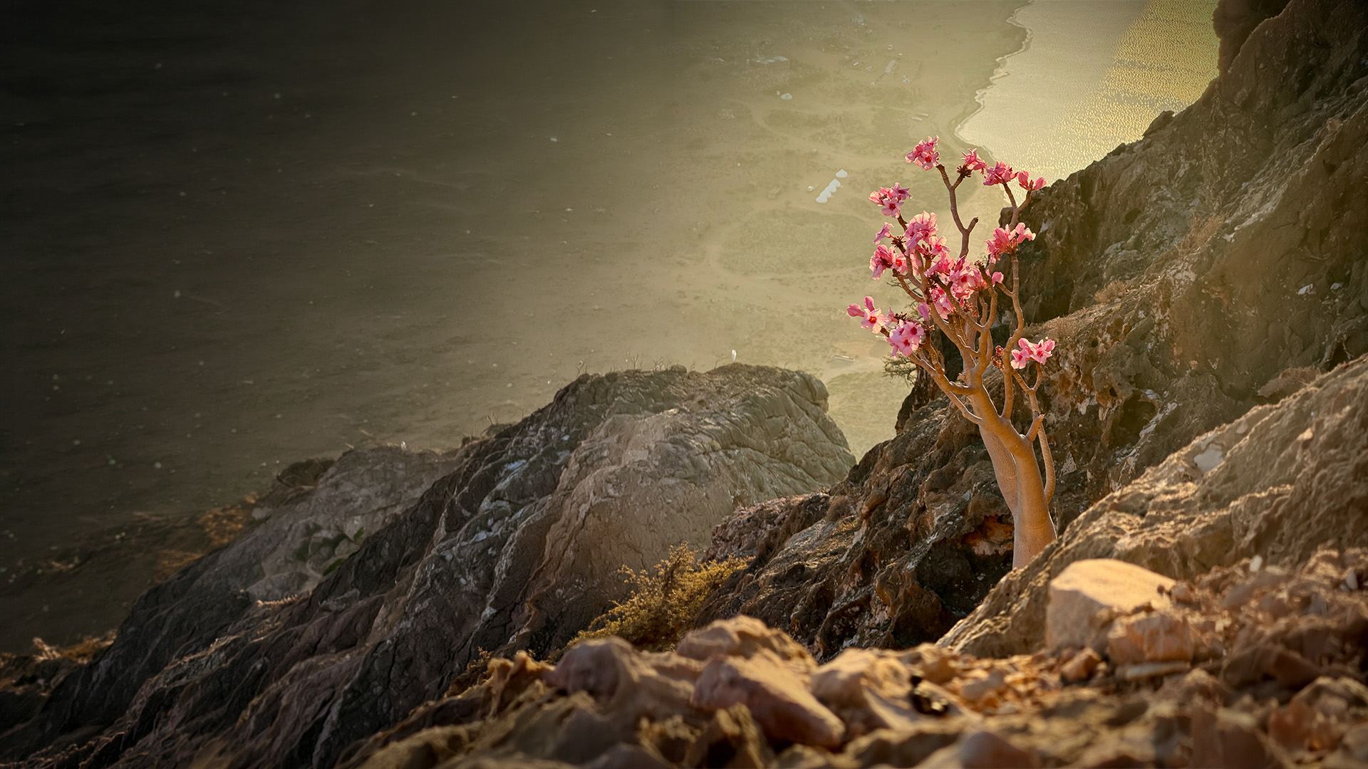 Socotra island landscape