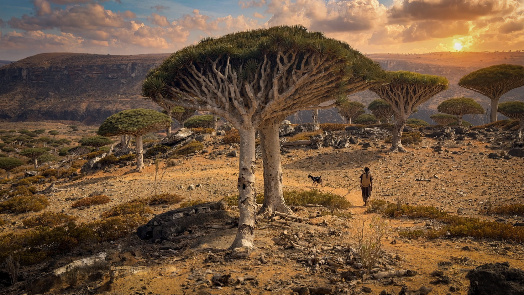 Dragon blood trees and turquoise water on Socotra island